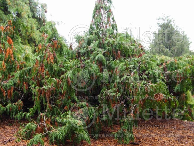 Thuja or Thuya Pendula (Eastern Arborvitae conifer) 1 