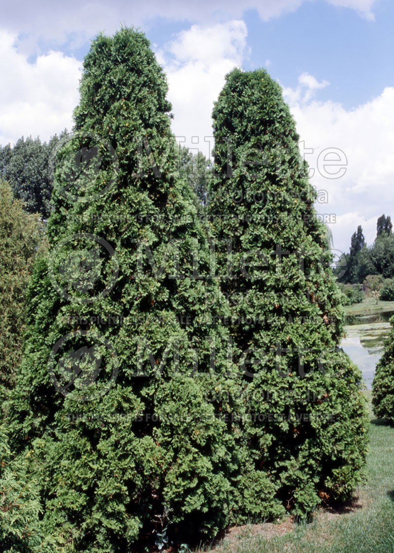 Thuja or Thuya Pyramidalis (Eastern Arborvitae conifer) 1 