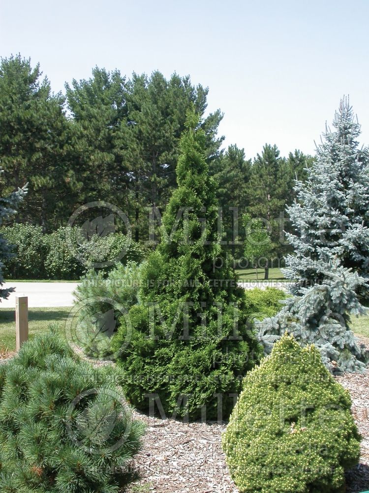 Thuja aka Thuya Pyramidalis (Eastern Arborvitae conifer) 8 