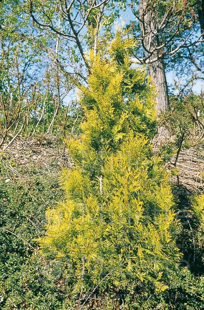 Thuja Europe Gold (Eastern Arborvitae conifer - Thuya) 6