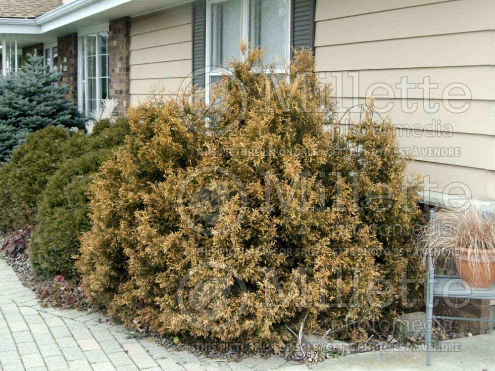 Thuja aka Thuya Rheingold (Eastern Arborvitae conifer)  8 