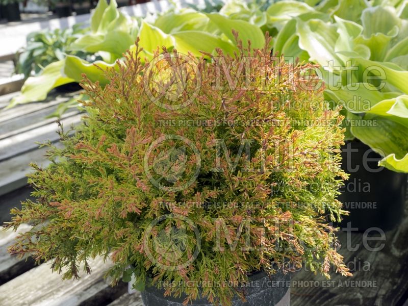 Thuja aka Thuya Rheingold (Eastern Arborvitae conifer)  6 