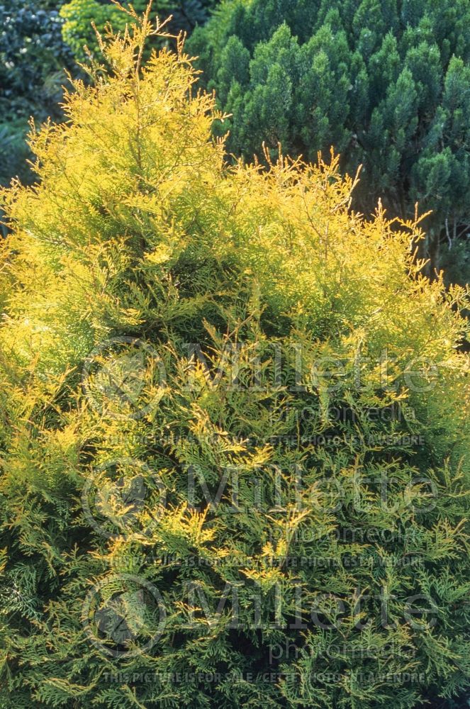 Thuja aka Thuya Rheingold (Eastern Arborvitae conifer)  9 