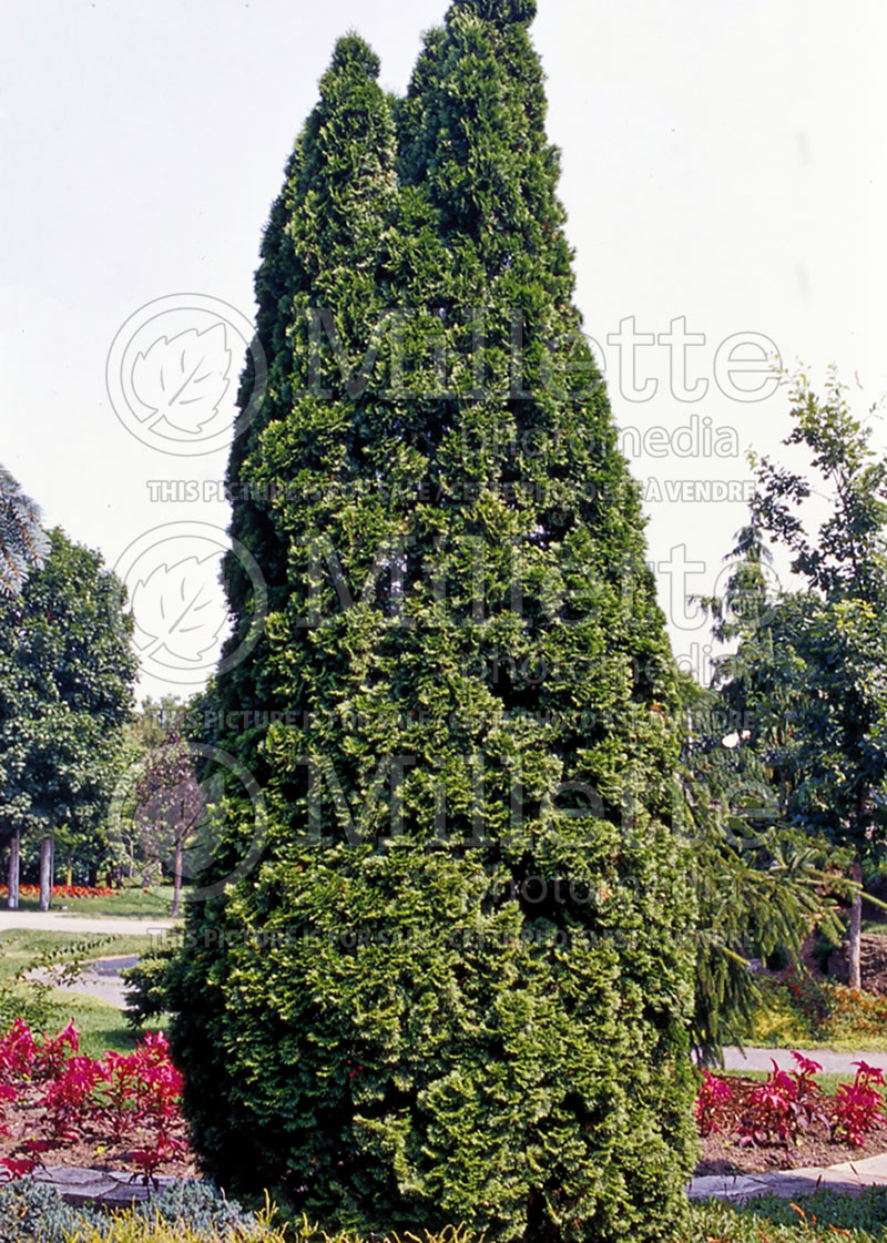 Thuja or Thuya Emerald Green aka Smaragd (Eastern Arborvitae conifer) 7 