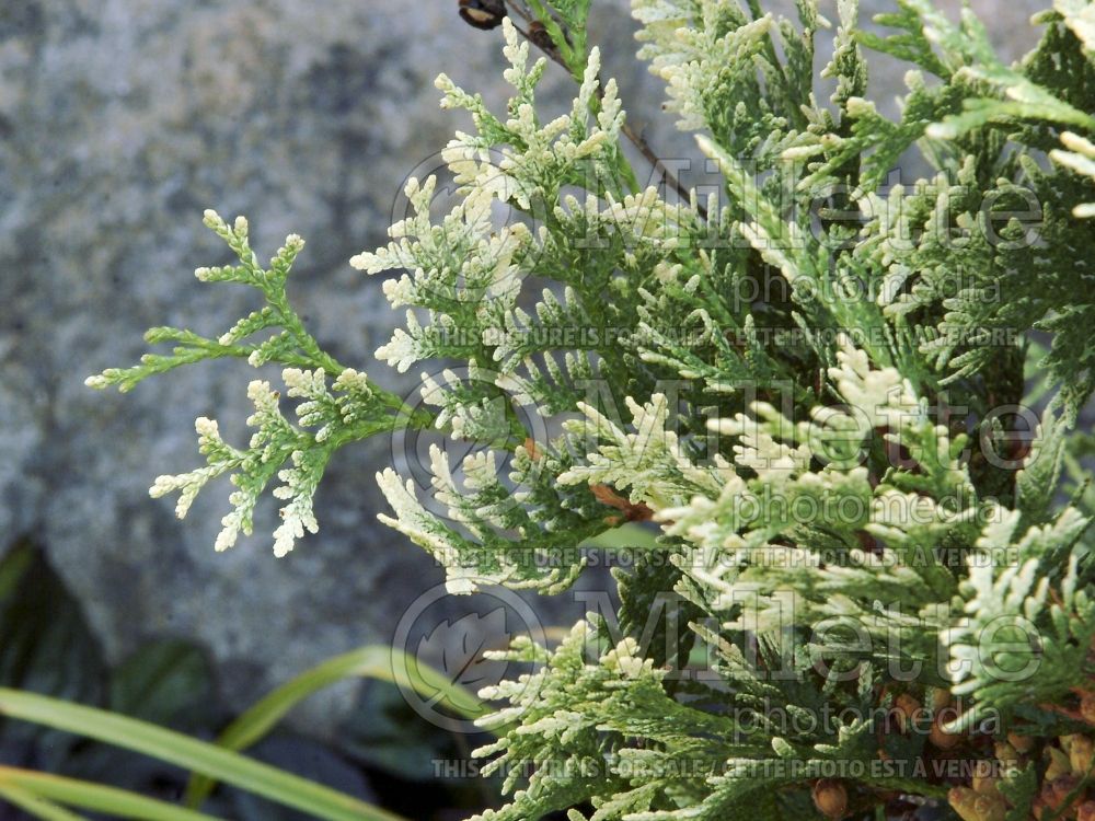 Thuja aka Thuya Snow Tip aka Snowtip (Eastern Arborvitae conifer) 2