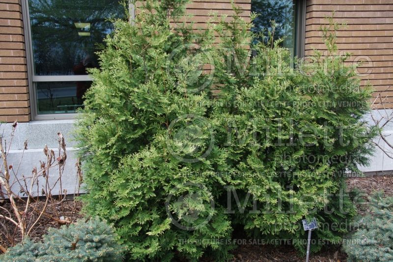 Thuja aka Thuya Snow Tip aka Snowtip (Eastern Arborvitae conifer) 1 