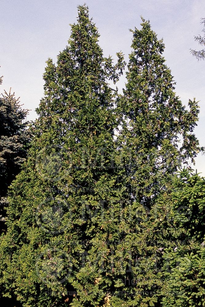 Thuja or Thuya Spiralis (Arborvitae conifer) 1