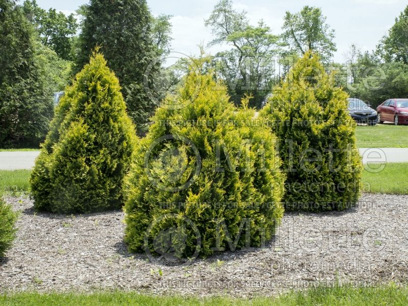 Thuja or Thuya occidentalis Sunkist (Eastern Arborvitae conifer) 6 