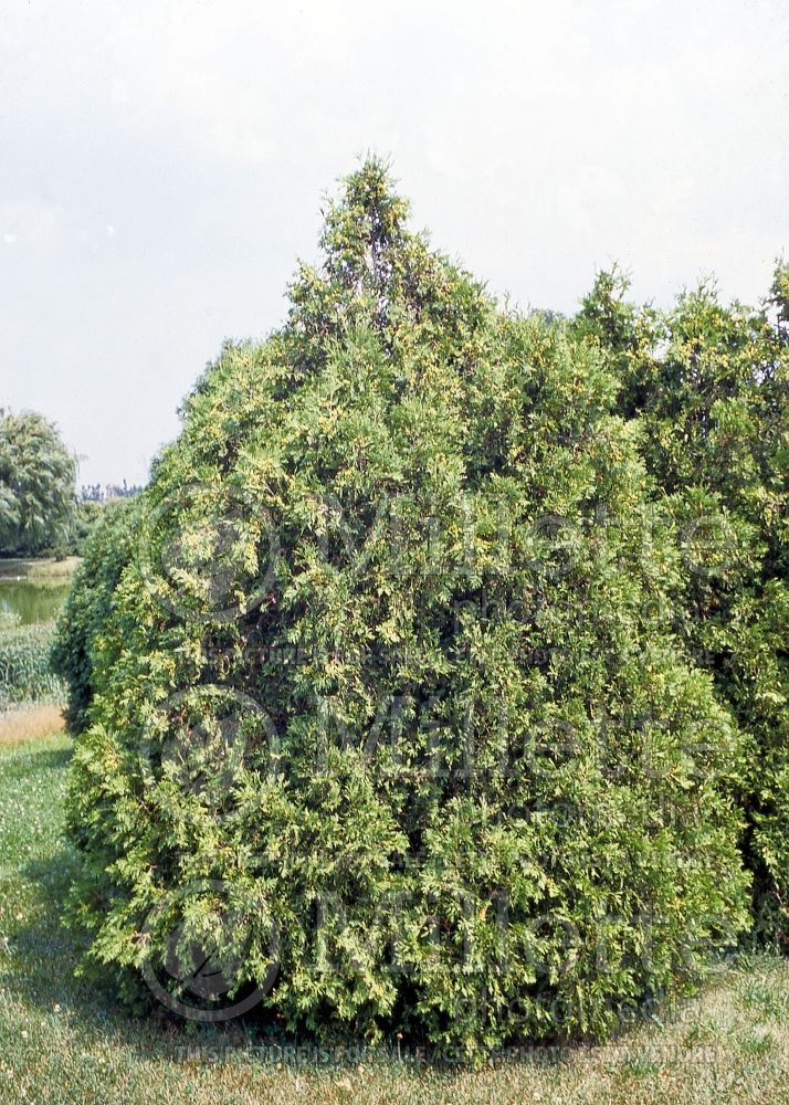 Thuja or Thuya Techny or Mission (Arborvitae conifer) 1