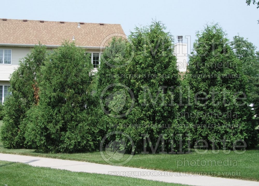 Thuja ou Thuya Techny or Mission (Arborvitae conifer) 2