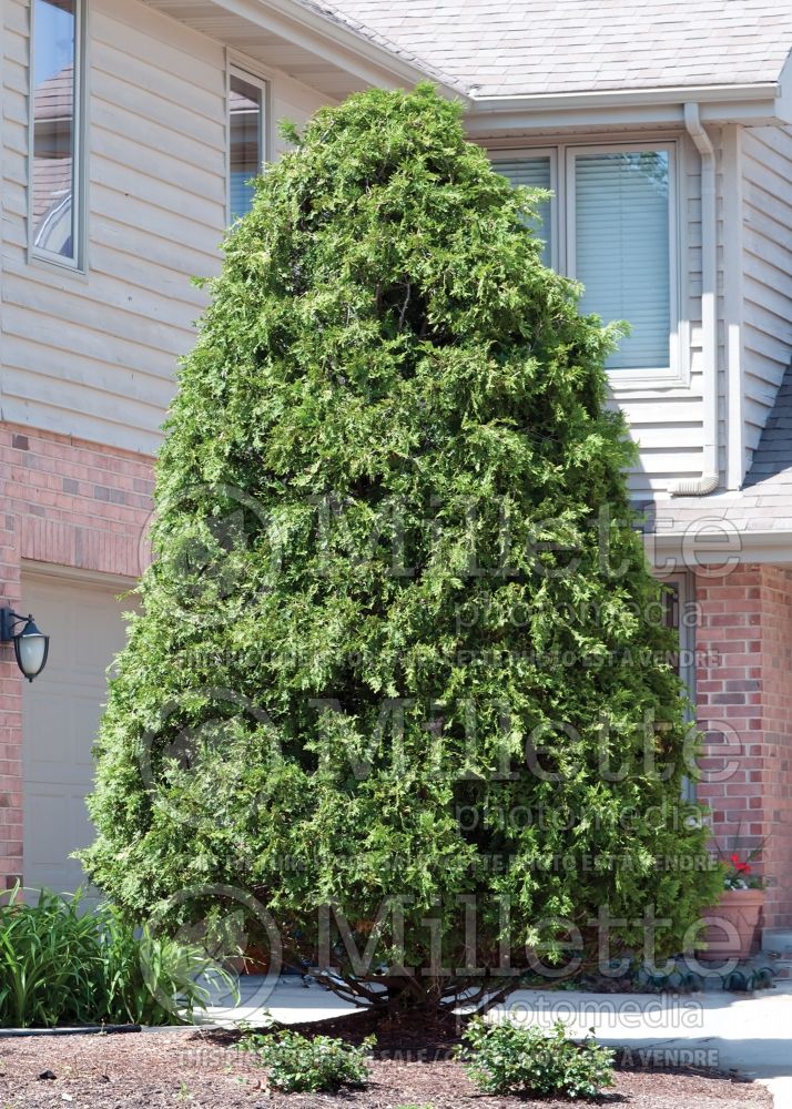 Thuja aka Thuya Techny aka Mission  (Eastern Arborvitae conifer) 4 