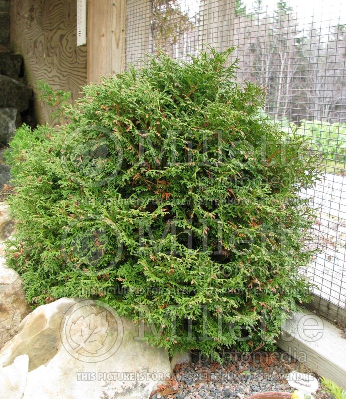 Thuja or Thuya Tom Thumb (Eastern Arborvitae conifer) 1 