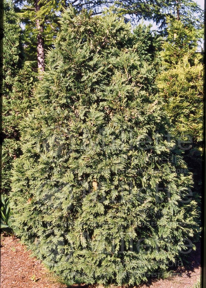 Thuja or Thuya Wareana (Oriental  Arborvitae conifer) 1