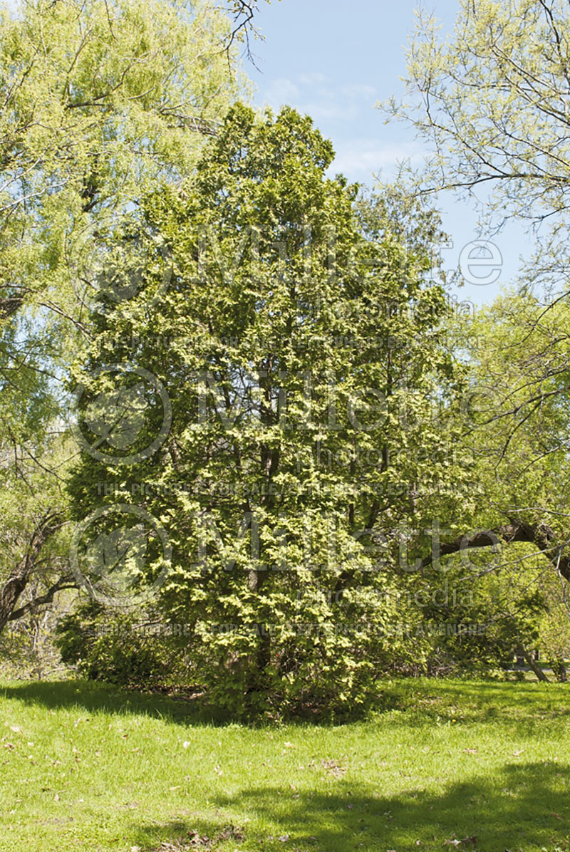 Thuja or Thuya Wareana Lutescens (Oriental  Arborvitae conifer) 1