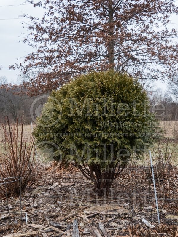 Thuja or Thuya Woodwardii (Winter look) (Arborvitae conifer) 2