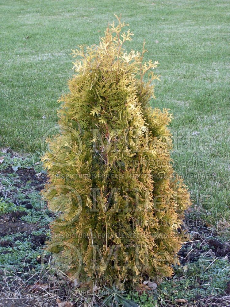 Thuja aka Thuya Yellow Ribbon (Arborvitae conifer) 8