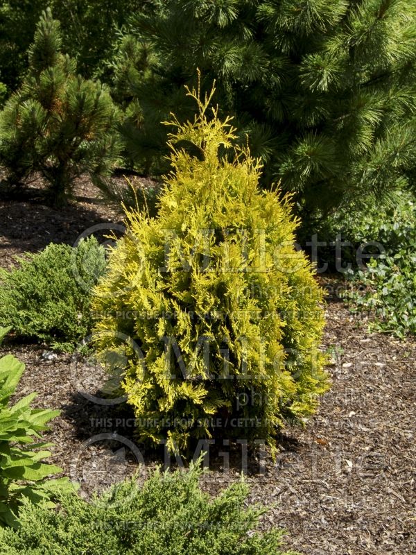 Thuja or Thuya Yellow Ribbon (Arborvitae conifer) 7