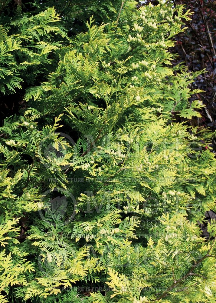 Thuja aka Thuya Yellow Ribbon (Arborvitae conifer) 11