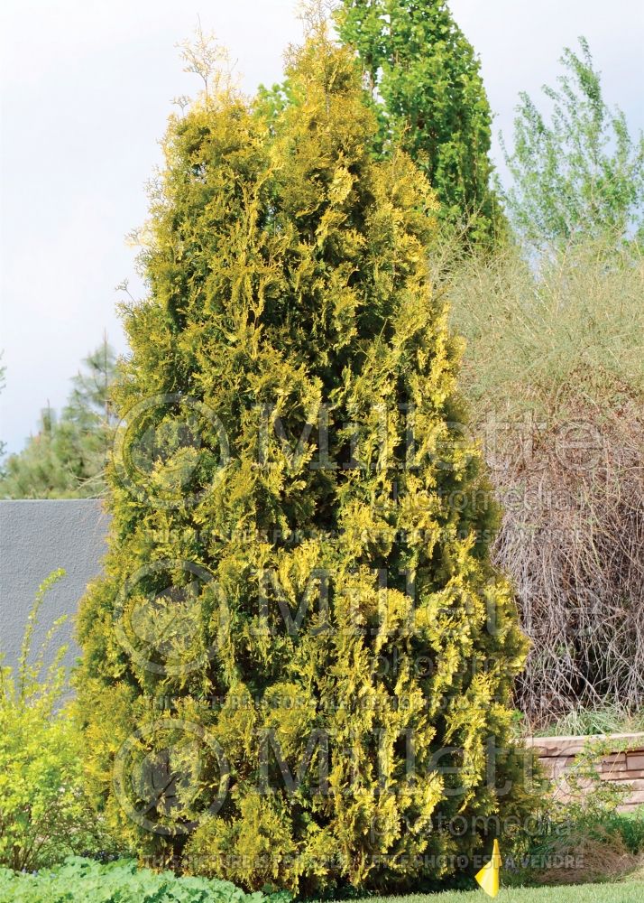 Thuja aka Thuya Yellow Ribbon (Arborvitae conifer) 9