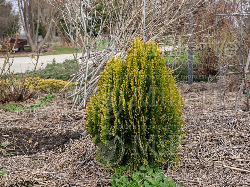 Thuja or Thuya Morgan (Chinese Arborvitae conifer) 5 