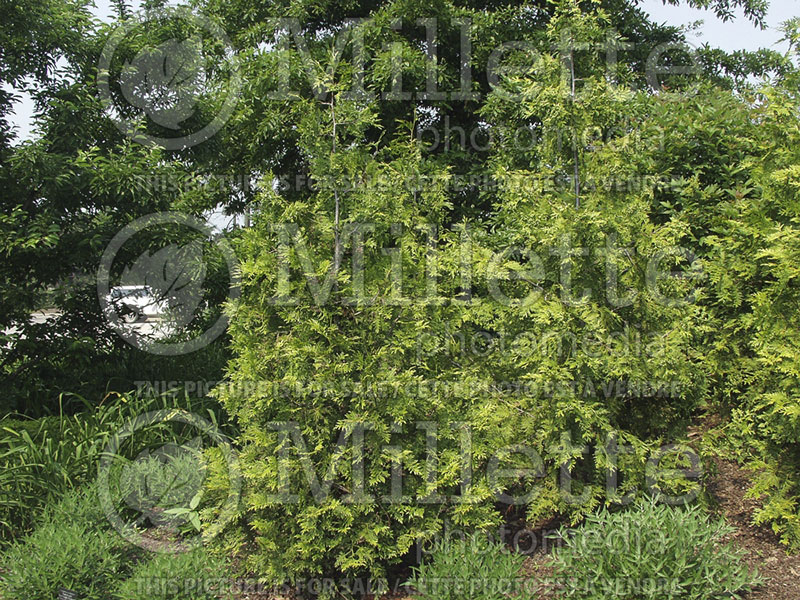 Thuja or Thuya Atrovirens (Eastern Arborvitae conifer) 1 