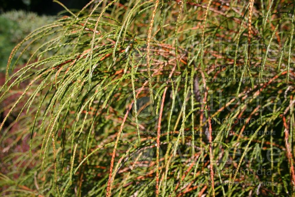 Thuja aka Thuya Whipcord (Western red cedar  Arborvitae conifer) 8 