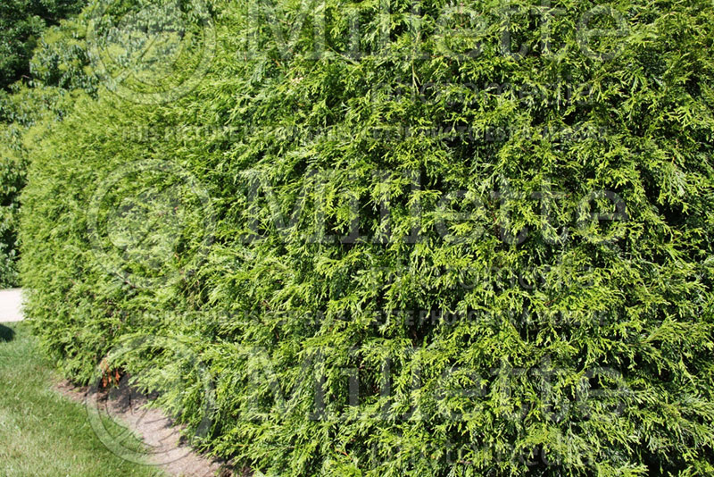 Thuja plicata (Arborvitae conifer - Thuya) 1