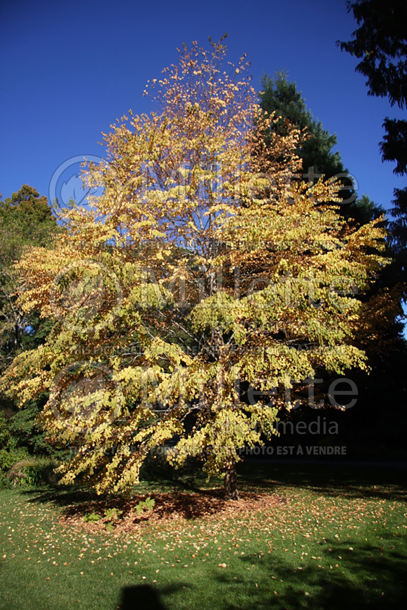 Thuja plicata (Arborvitae conifer - Thuya) 3