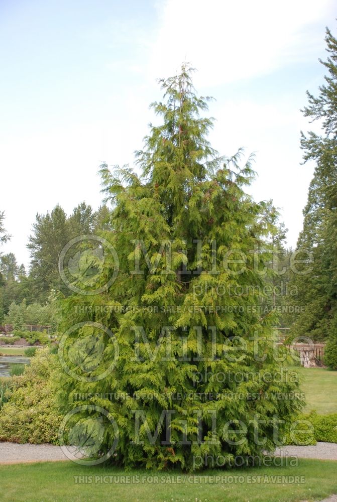 Thuja plicata (Arborvitae conifer - Thuya) 4
