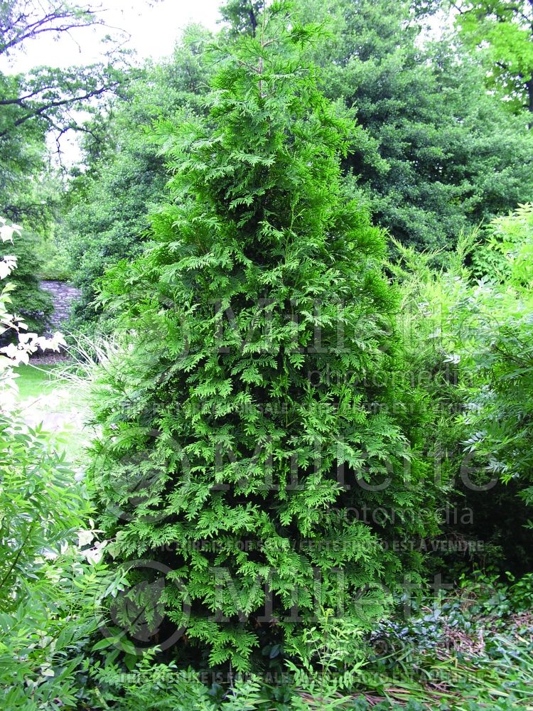 Thuja or Thuya Green Giant (Eastern Arborvitae conifer - thuya) 7