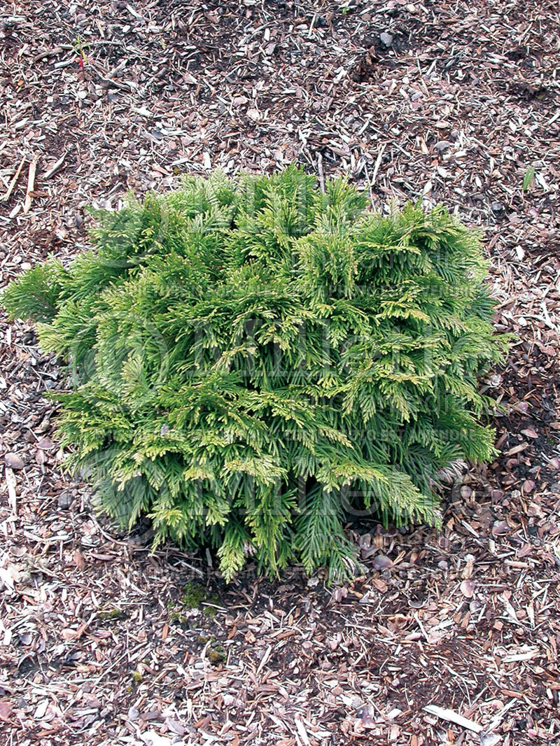 Thuja or Thuya Pygmaea (Western red cedar  Arborvitae conifer) 1 