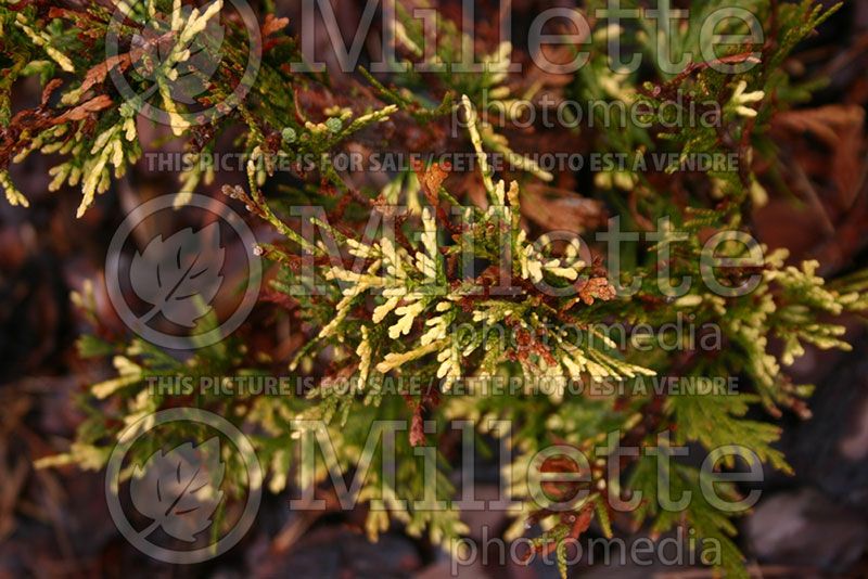 Thuja or Thuya Stoneham Gold (Western red cedar  Arborvitae conifer)  2