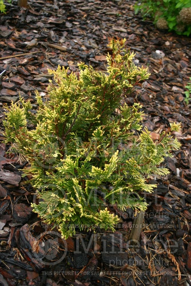 Thuja or Thuya Stoneham Gold (Western red cedar  Arborvitae conifer) 3 
