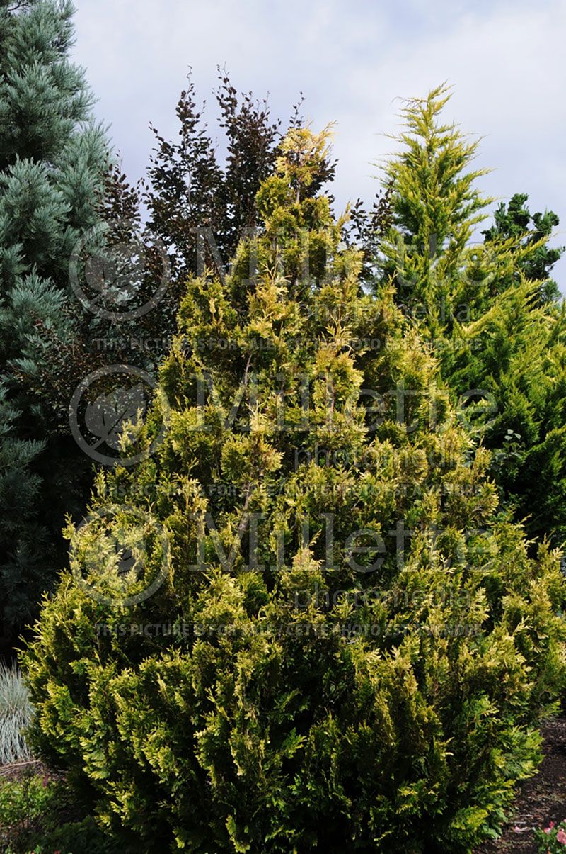 Thuja or Thuya Stoneham Gold (Western red cedar  Arborvitae conifer)  5