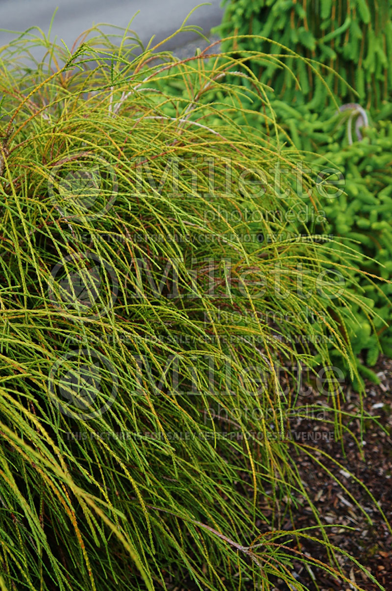 Thuja aka Thuya Whipcord (Western red cedar  Arborvitae conifer) 1 