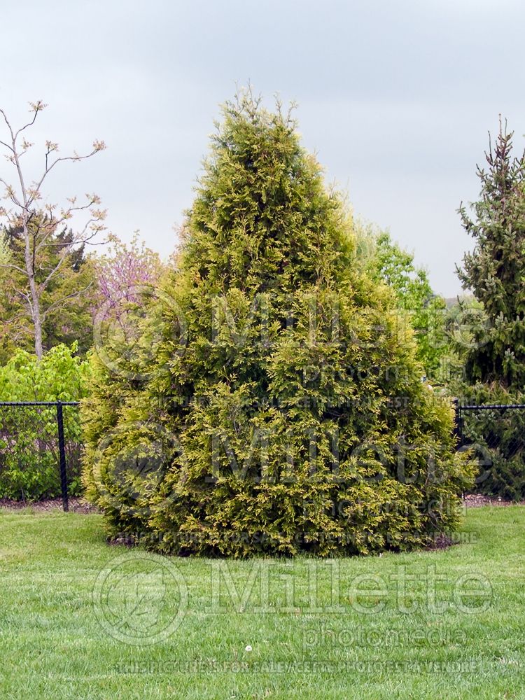 Thuja or Thuya Elegantissima (Arborvitae conifer) 1