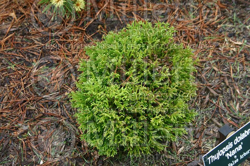 Thujopsis Nana (Arborvitae conifer)  1