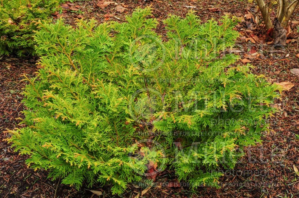 Thujopsis Nana (Arborvitae conifer) 7 