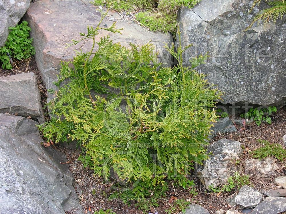 Thujopsis Nana (Arborvitae conifer)  3