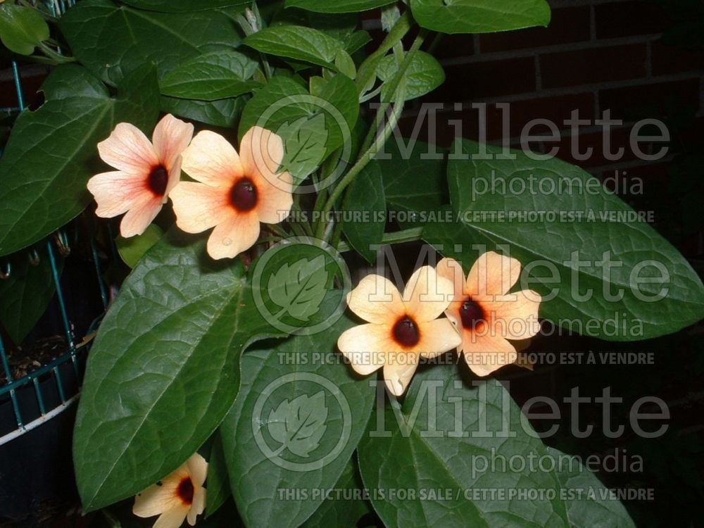 Thunbergia Blushing Susie (Black-Eyed Susan Vine) 3  