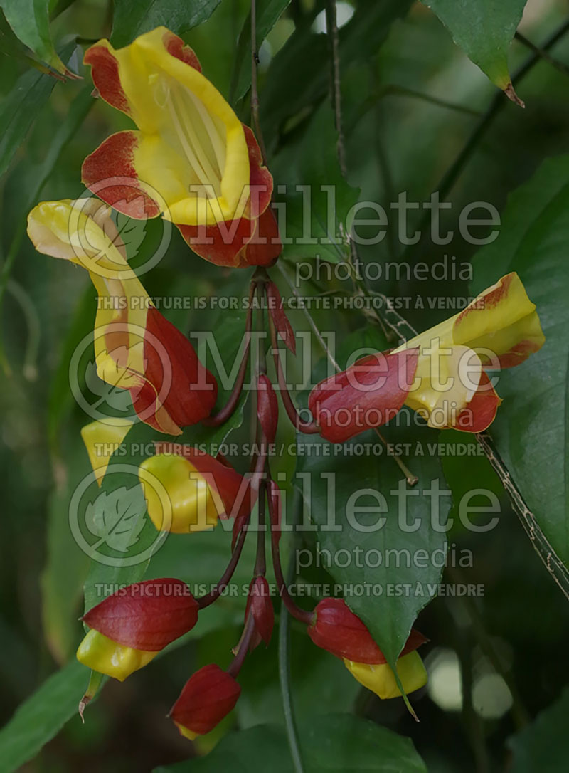 Thunbergia mysorensis (Mysore clock vine) 2  