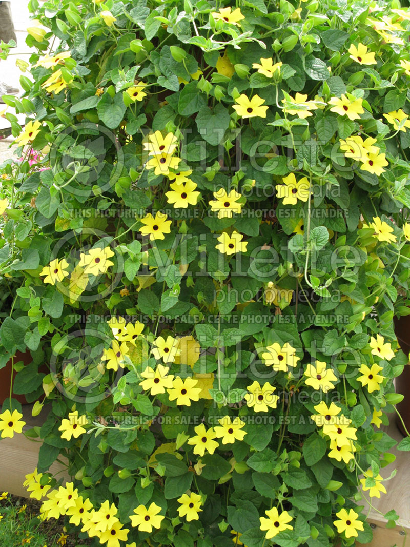 Thunbergia Sunny Lemon Star (Black-Eyed Susan Vine) 1 