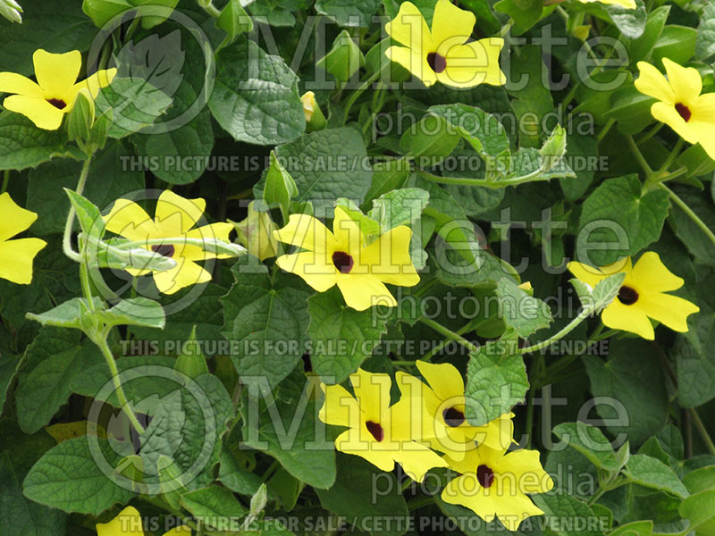 Thunbergia Sunny Lemon Star (Black-Eyed Susan Vine)  3