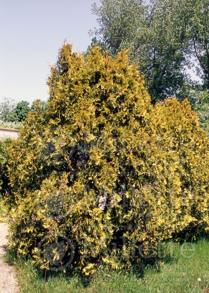 Thuja or Thuya Lutea or George Peabody (Eastern Arborvitae conifer) 1 