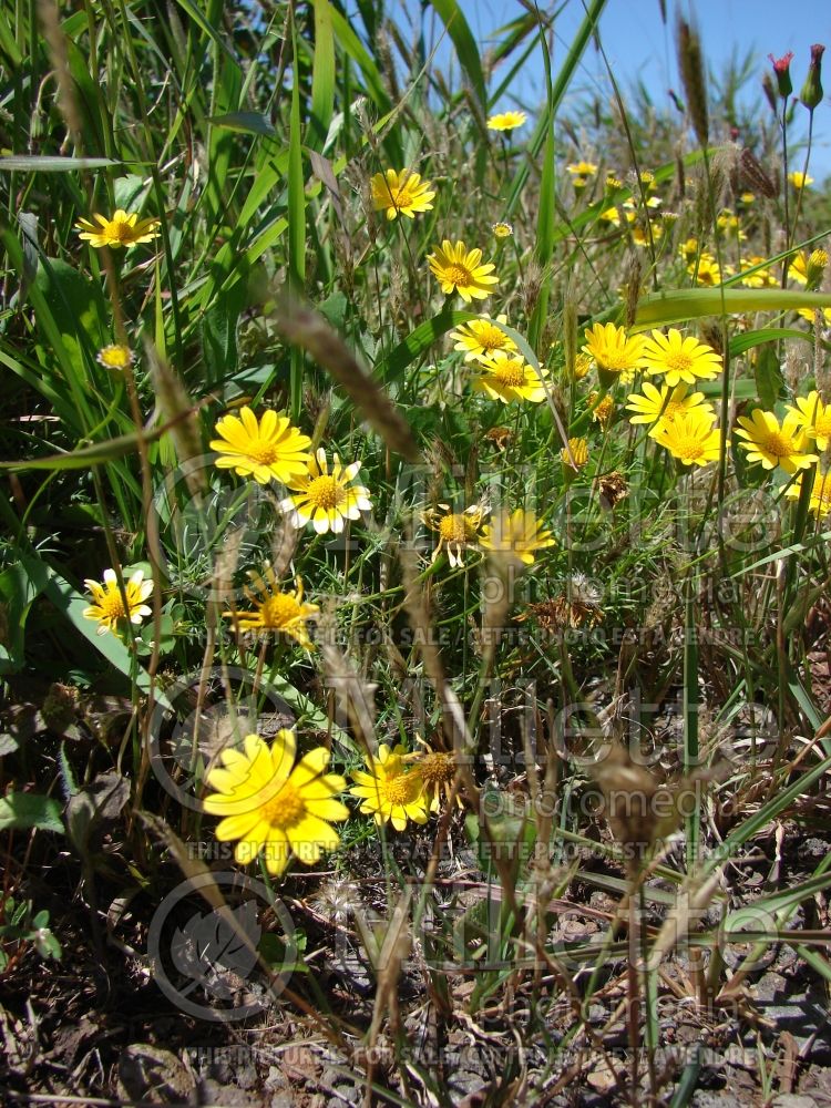 Thymophylla tenuiloba (Dahlberg daisy or golden fleece) 1 