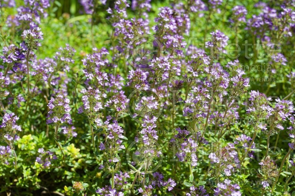 Thymus Doone Valley (Lemon Thyme) 1