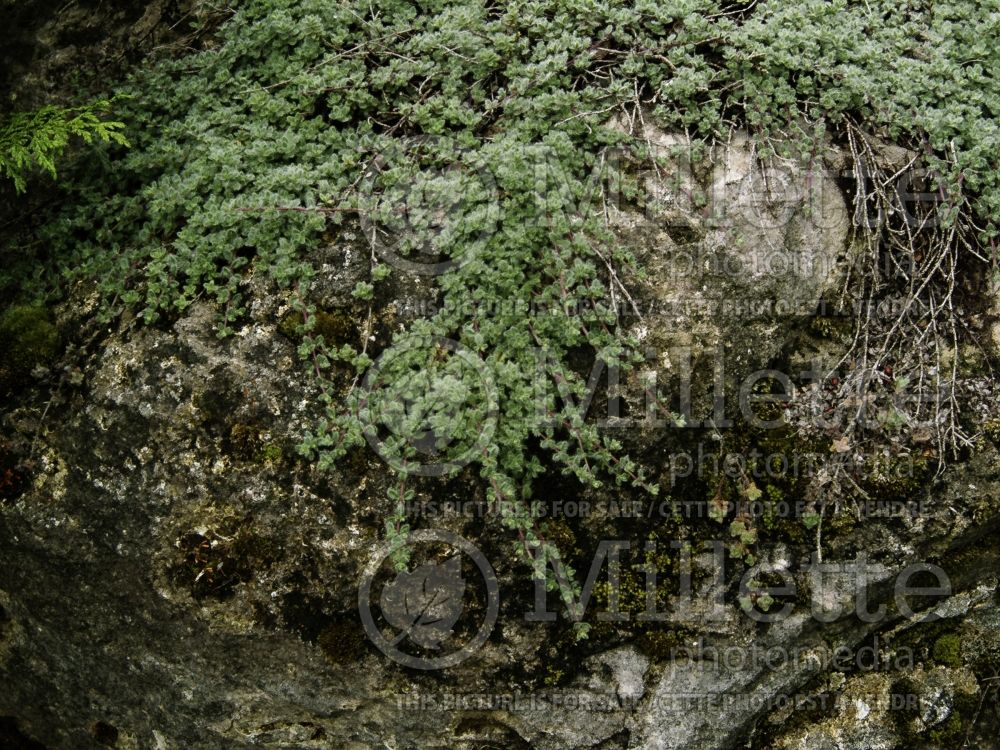 Thymus pseudolanuginosus (Woolly Thyme) 3 