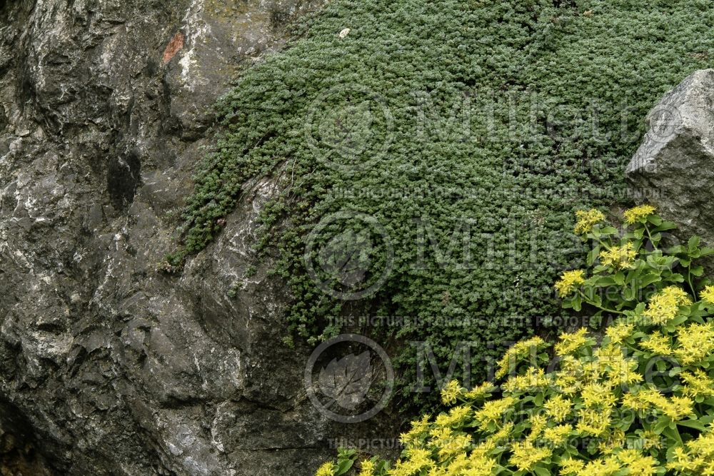 Thymus pseudolanuginosus (Woolly Thyme) 2 