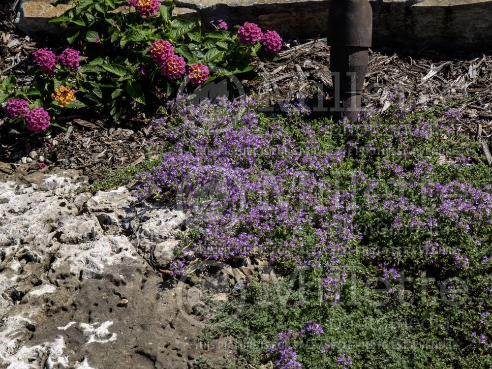 Thymus pseudolanuginosus (Woolly Thyme) 5 