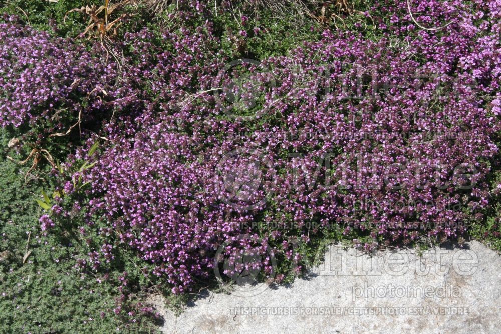 Thymus pseudolanuginosus (Woolly Thyme) 11 